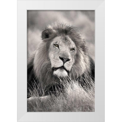 Pride of the White Modern Wood Framed Art Print by Delimont, Danita