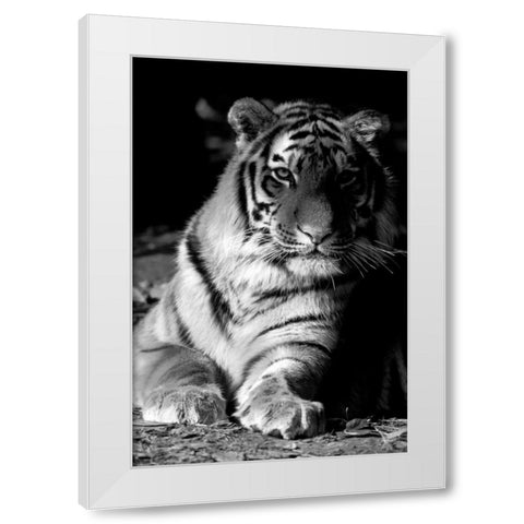 Tiger Repose White Modern Wood Framed Art Print by Delimont, Danita