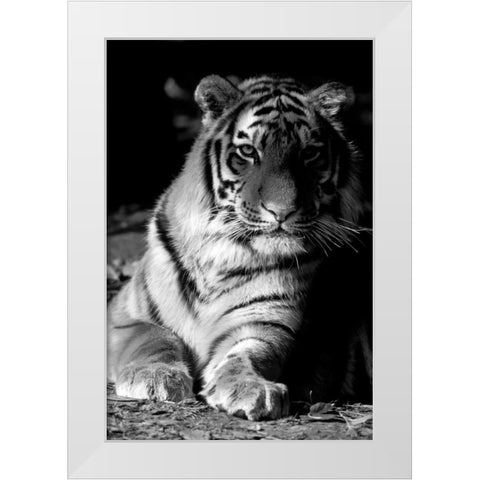 Tiger Repose White Modern Wood Framed Art Print by Delimont, Danita