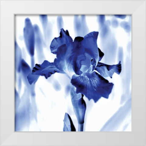 Blue Ice Iris White Modern Wood Framed Art Print by Donovan, Kelly