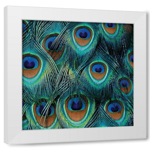 All For Show White Modern Wood Framed Art Print by Delimont, Danita