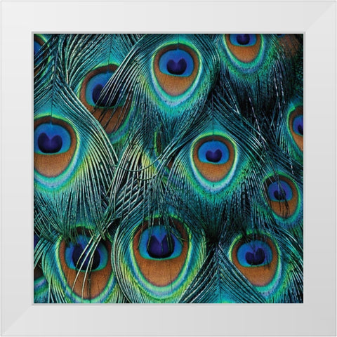 All For Show White Modern Wood Framed Art Print by Delimont, Danita