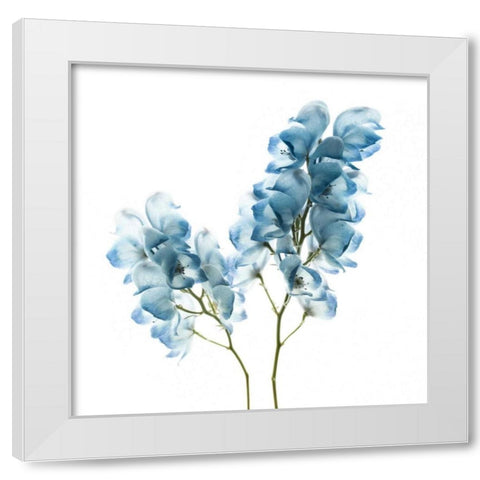Gorgeous Blue II White Modern Wood Framed Art Print by Delimont, Danita