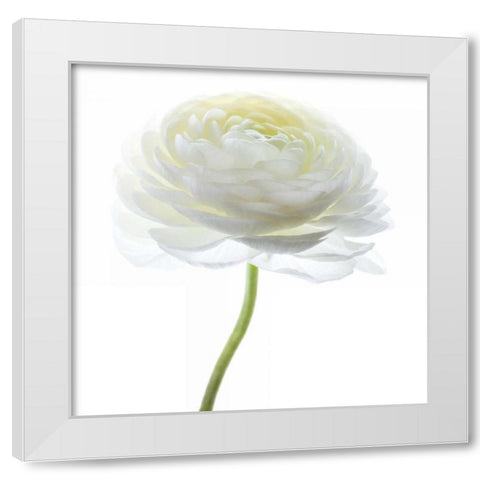 White Beauty I White Modern Wood Framed Art Print by Delimont, Danita