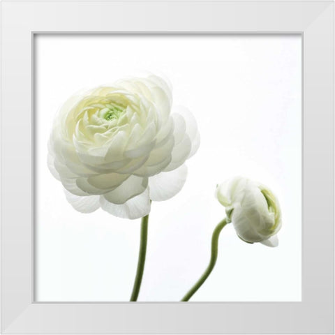 White Beauty II White Modern Wood Framed Art Print by Delimont, Danita