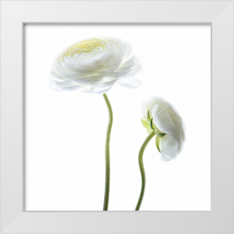 White Beauty III White Modern Wood Framed Art Print by Delimont, Danita