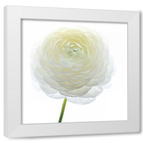 White Beauty IV White Modern Wood Framed Art Print by Delimont, Danita