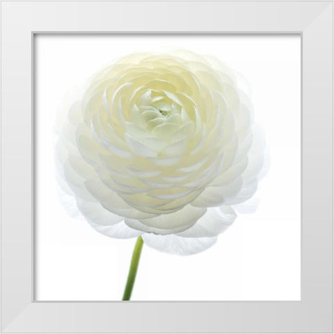 White Beauty IV White Modern Wood Framed Art Print by Delimont, Danita