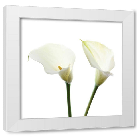 White Beauty V White Modern Wood Framed Art Print by Delimont, Danita