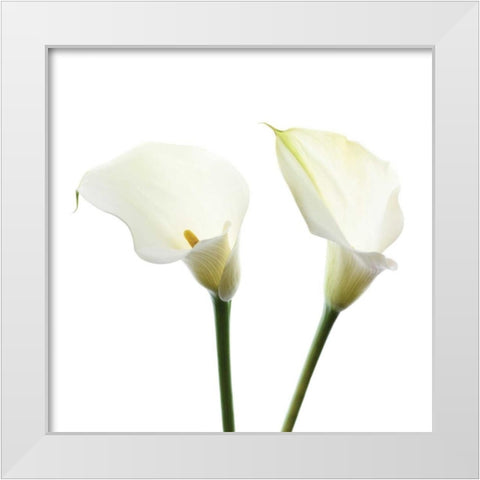 White Beauty V White Modern Wood Framed Art Print by Delimont, Danita