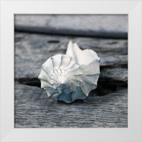 Driftwood Shell II White Modern Wood Framed Art Print by Delimont, Danita