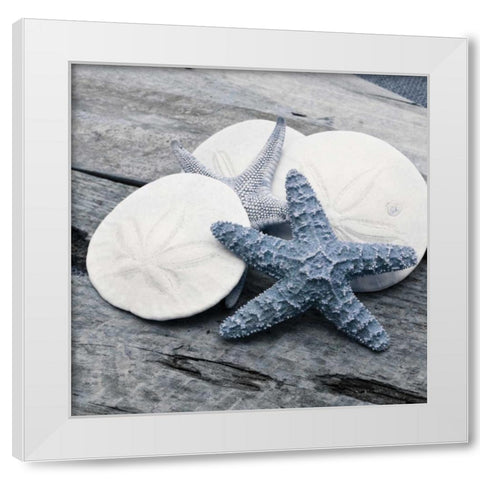 Driftwood Shell IV White Modern Wood Framed Art Print by Delimont, Danita