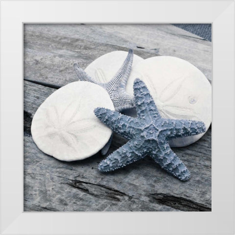 Driftwood Shell IV White Modern Wood Framed Art Print by Delimont, Danita