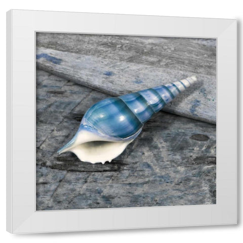 Driftwood Shell V White Modern Wood Framed Art Print by Delimont, Danita