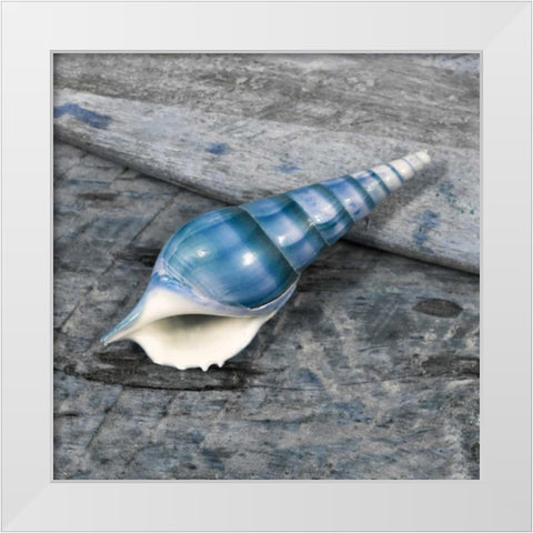 Driftwood Shell V White Modern Wood Framed Art Print by Delimont, Danita