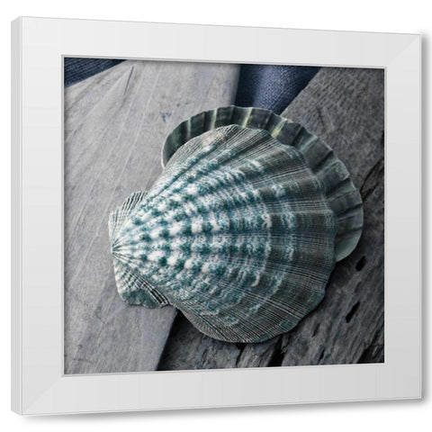 Driftwood Shell VII White Modern Wood Framed Art Print by Delimont, Danita