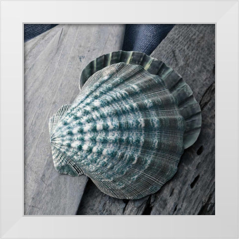 Driftwood Shell VII White Modern Wood Framed Art Print by Delimont, Danita