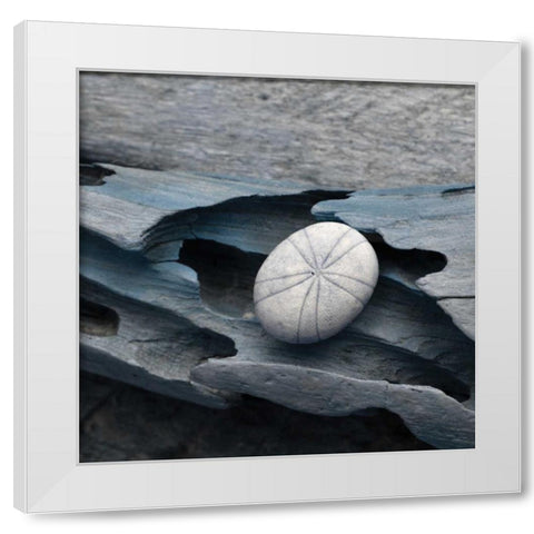 Driftwood Shell VIII White Modern Wood Framed Art Print by Delimont, Danita