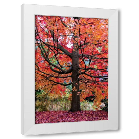 Marvelous Maple White Modern Wood Framed Art Print by Van de Goor, Lars