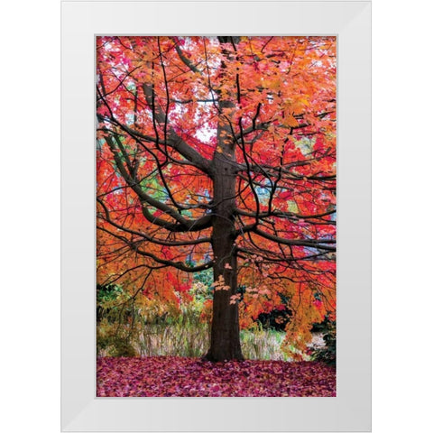 Marvelous Maple White Modern Wood Framed Art Print by Van de Goor, Lars