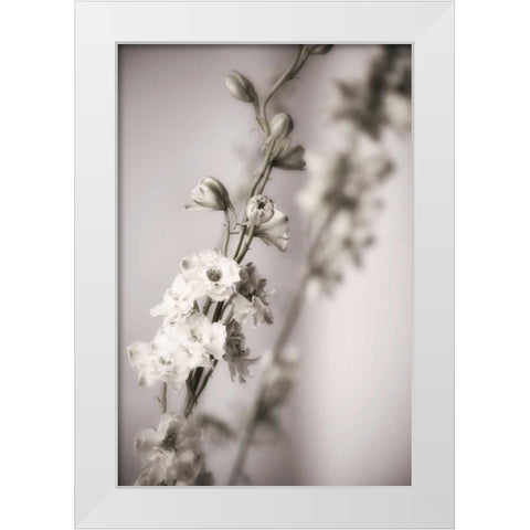 Jardin dArgent I White Modern Wood Framed Art Print by Delimont, Danita