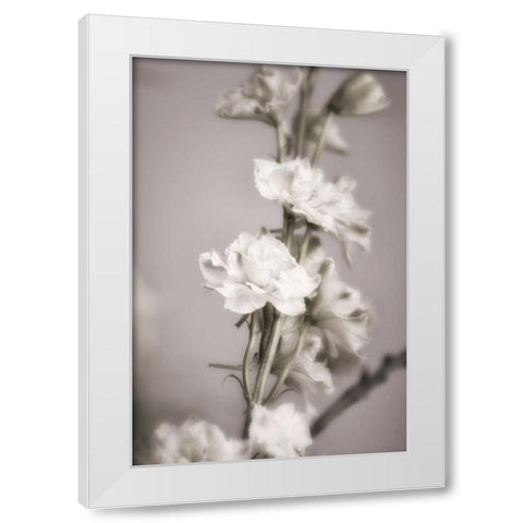 Jardin dArgent II White Modern Wood Framed Art Print by Delimont, Danita
