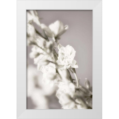 Jardin dArgent III White Modern Wood Framed Art Print by Delimont, Danita