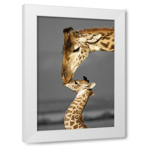 Masai Mara Giraffe White Modern Wood Framed Art Print by Delimont, Danita