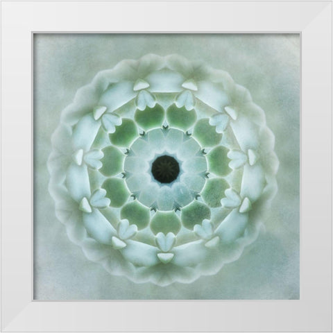 Kaleidoscope Succulent II White Modern Wood Framed Art Print by Weisz, Irene