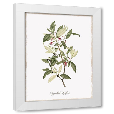 Botanical White Modern Wood Framed Art Print by Donovan, Kelly