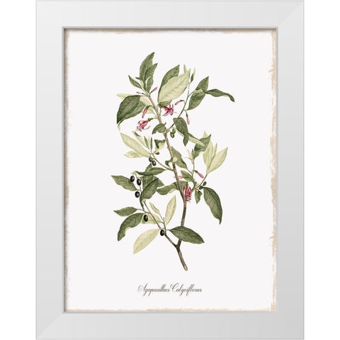 Botanical White Modern Wood Framed Art Print by Donovan, Kelly