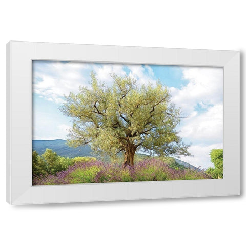Olive Tree White Modern Wood Framed Art Print by Van de Goor, Lars