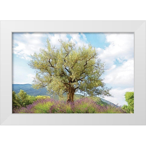 Olive Tree White Modern Wood Framed Art Print by Van de Goor, Lars