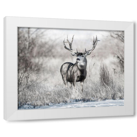 Rocky Mountain White Modern Wood Framed Art Print by Delimont, Danita