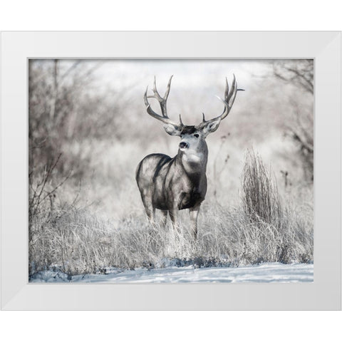 Rocky Mountain White Modern Wood Framed Art Print by Delimont, Danita