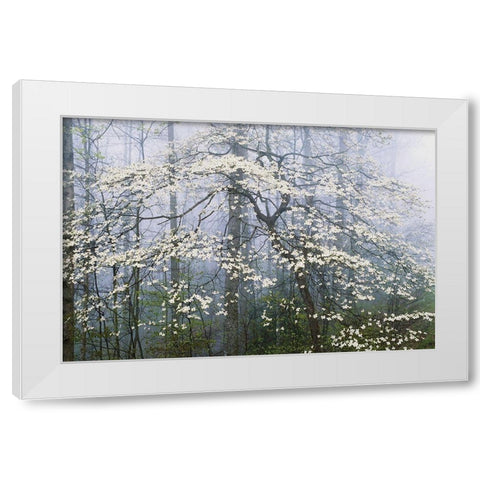 A. Jones _ Dogwood Canopy White Modern Wood Framed Art Print by Delimont, Danita