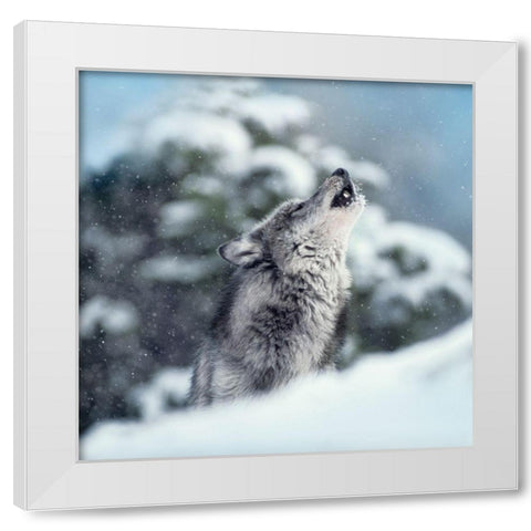 Winter Howl White Modern Wood Framed Art Print by Delimont, Danita