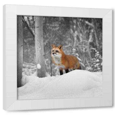 Snowy Sentinel White Modern Wood Framed Art Print by Delimont, Danita