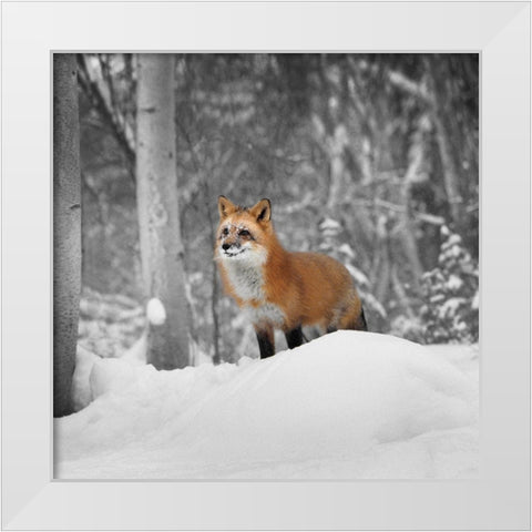Snowy Sentinel White Modern Wood Framed Art Print by Delimont, Danita