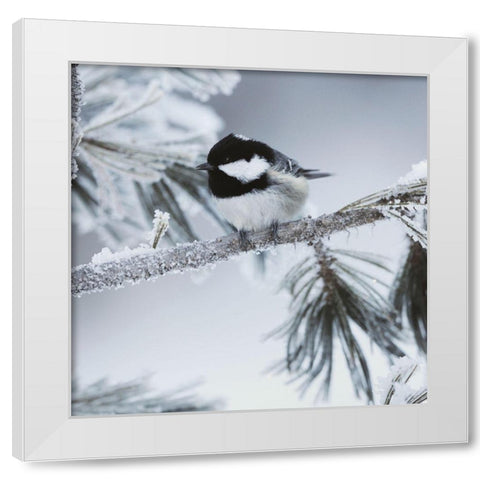 Frosty Perch White Modern Wood Framed Art Print by Delimont, Danita