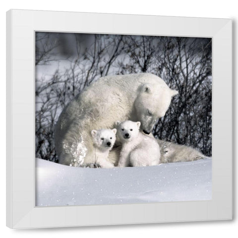 Winter Snuggle White Modern Wood Framed Art Print by Delimont, Danita