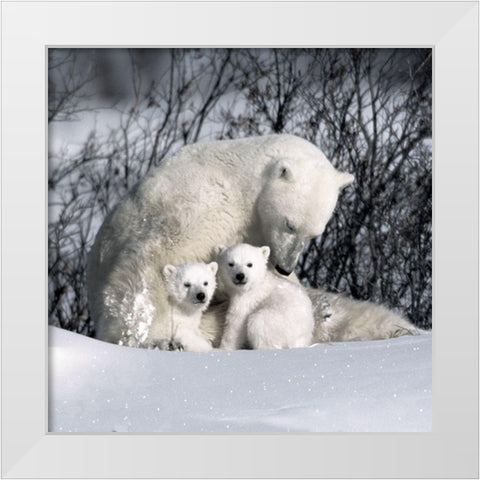 Winter Snuggle White Modern Wood Framed Art Print by Delimont, Danita