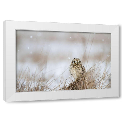 Prairie Winter White Modern Wood Framed Art Print by Delimont, Danita