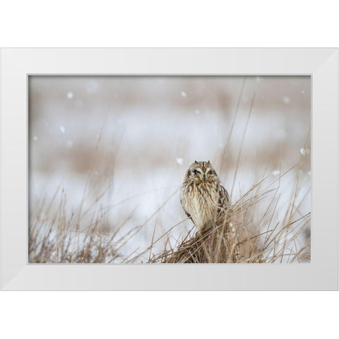 Prairie Winter White Modern Wood Framed Art Print by Delimont, Danita
