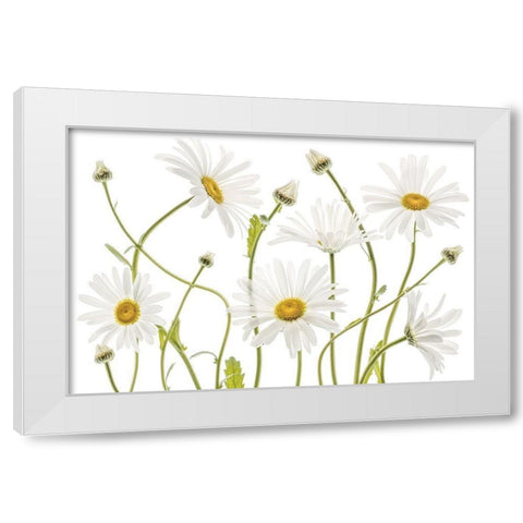 High Kew Daisies White Modern Wood Framed Art Print by Disher, Mandy