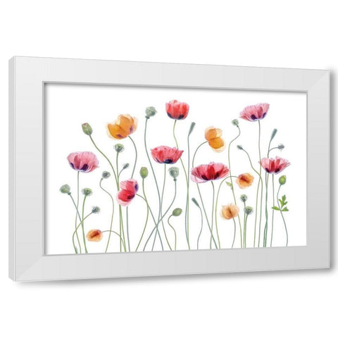 High Key Poppy White Modern Wood Framed Art Print by Disher, Mandy