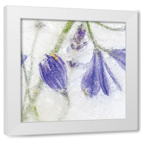 Frozen Floral III White Modern Wood Framed Art Print by Disher, Mandy