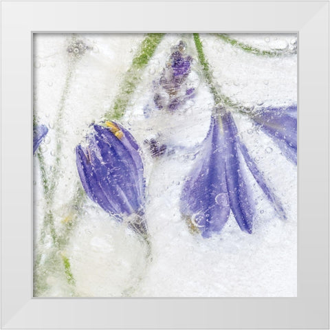 Frozen Floral III White Modern Wood Framed Art Print by Disher, Mandy
