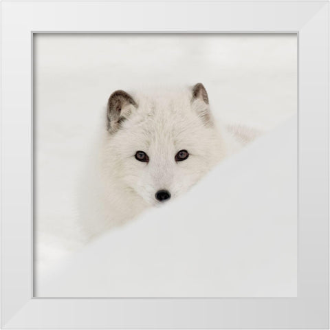 Arctic Fox White Modern Wood Framed Art Print by Delimont, Danita