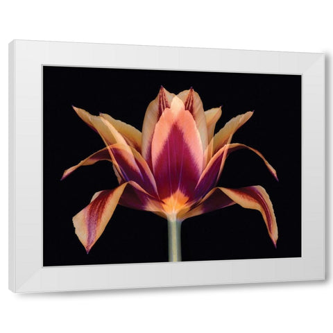 Red Tulip White Modern Wood Framed Art Print by Delimont, Danita